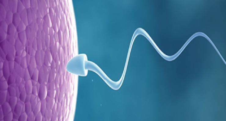 Testicular sperm aspiration ( TESA ) Training