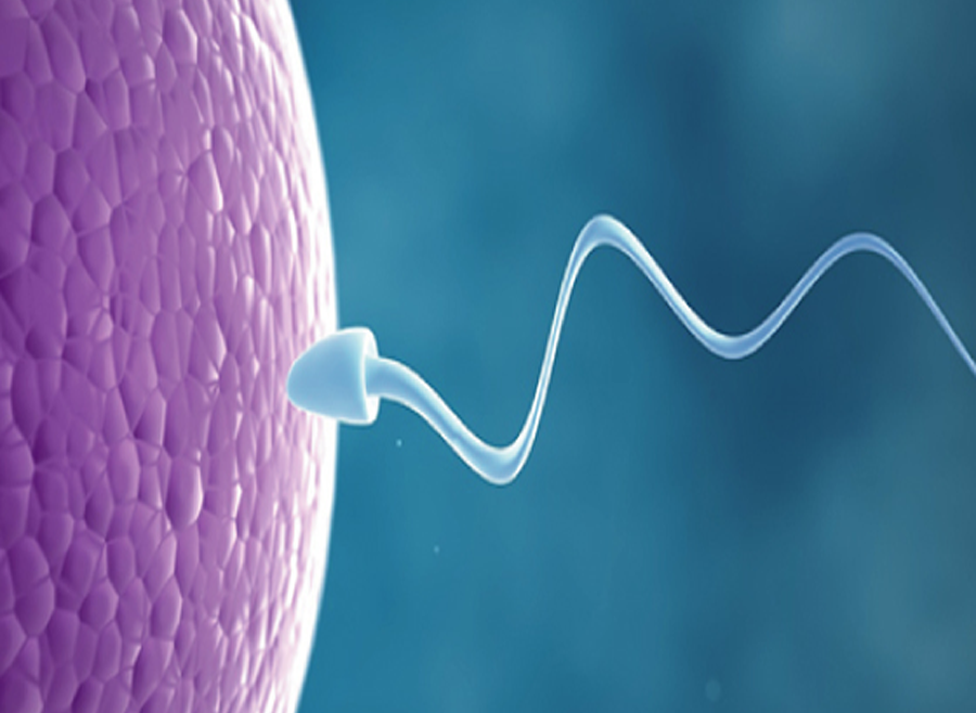 Testicular sperm aspiration ( TESA ) Training