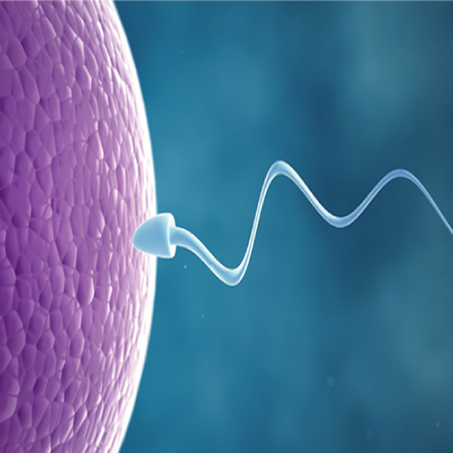 Testicular sperm aspiration ( TESA ) Training